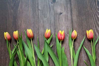 Close-up of flowering plants on wood