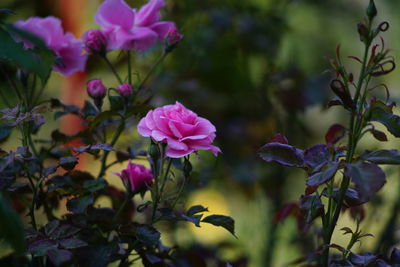 Close-up of pink flowering plants