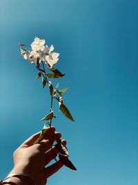 Cropped hand holding white flowers against clear blue sky