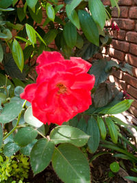 Close-up of red flower blooming outdoors