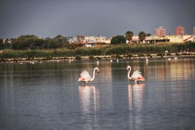 View of seagulls in lake