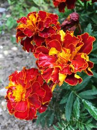 Close-up of red flowers