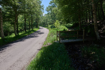 Empty road amidst trees in forest