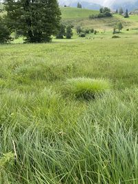 Scenic view of grassy field