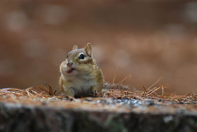 Close-up of squirrel on wood