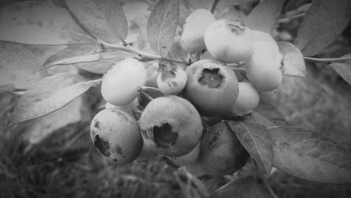 Close-up of fruits growing on tree