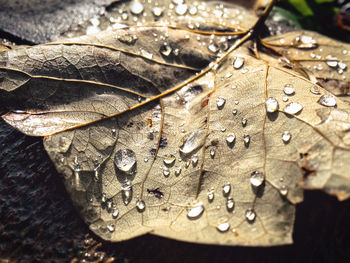 Close-up of raindrops on maple leaves