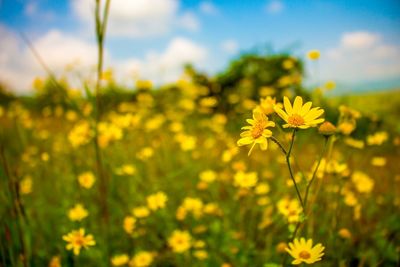 Close-up of yellow flower blooming in field