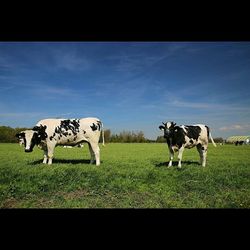 Cows grazing on grassy field