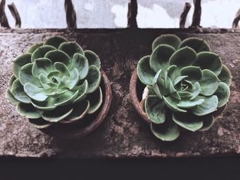 Close-up of cactus plant