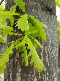 Close-up of green leaves on tree trunk