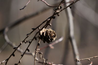 Close-up of wilted plant