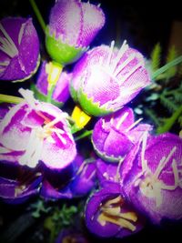 Close-up of purple flowers