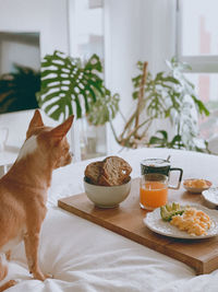 Cat on table