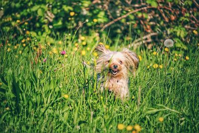 Portrait of yorkshire terrier amidst grass