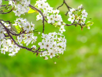 High angle view of cherry blossoms against field