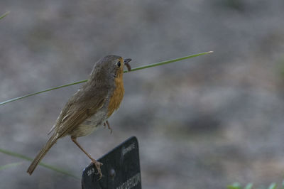 Close-up of bird perching outdoors