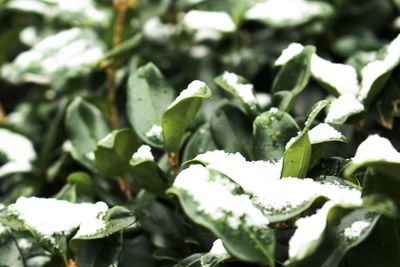 Close-up of green leaves