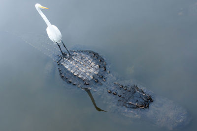 Great egret standing on top of crocodile in lake