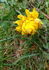 Close-up of yellow flowering plant on field