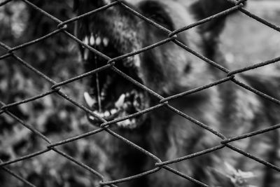 Chainlink fence seen through chainlink fence