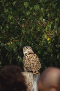 Close-up of bird perching on tree