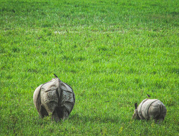 Rear view of sheep on field