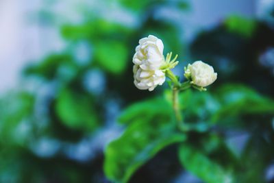 Close-up of flowers blooming outdoors