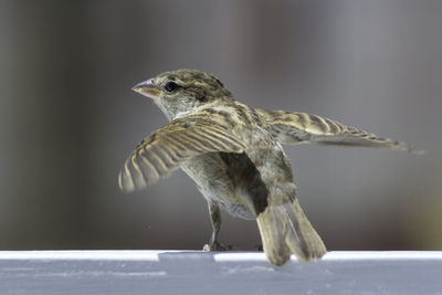 Close-up of a bird