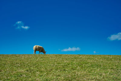 Sheep on a field