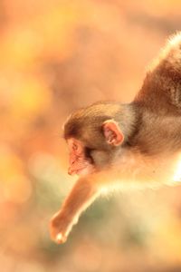 Close-up of a monkey 