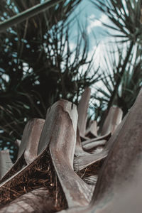 Low angle view of tree trunk