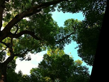 Low angle view of trees against the sky