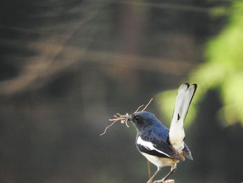 Close-up of bird perching outdoors