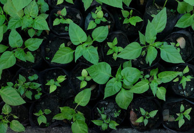 Small seedlings of chilli are growing in the in black plastic bag