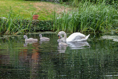 Swans swimming in lake