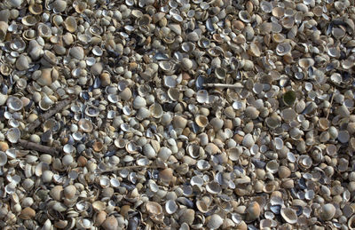 Full frame shot of seashells on beach