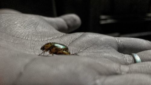 Close-up of hand holding insect