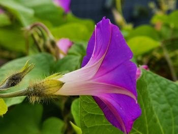 Close-up of purple flowering plant