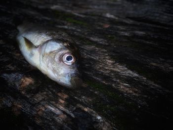 High angle view of dead fish on wood