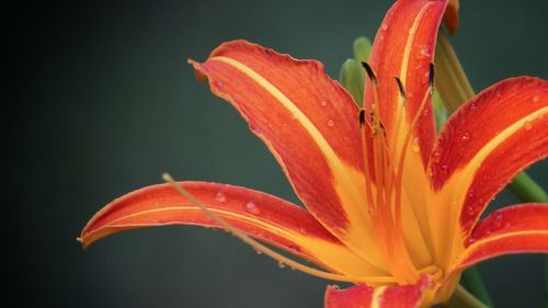 Close-up of wet day lily