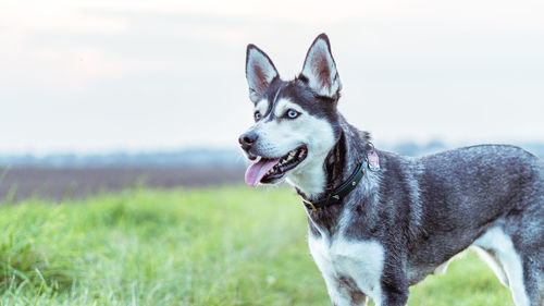 Portrait of dog on field