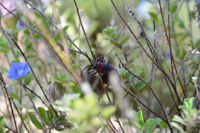 Close-up of a bug