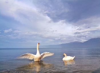 Swans swimming in lake against sky