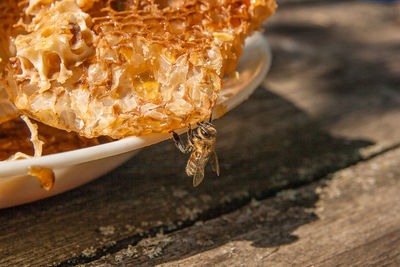 Close-up of bee on honeycomb