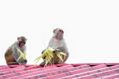 Monkey sitting against white background