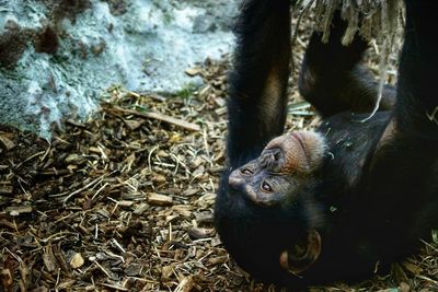 High angle view of a baby chimpanzee play with his toys