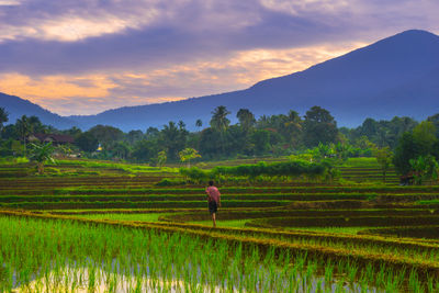 Scenic view of agricultural field against sky