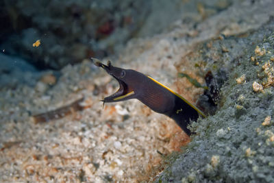 Fish swimming in sea