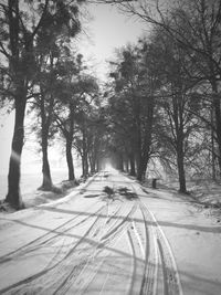 Empty road along trees